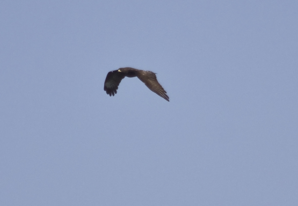identificazione rapace